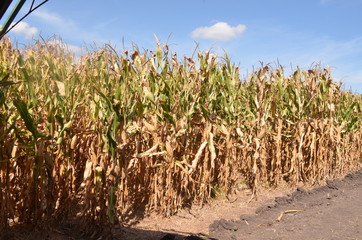 Obraz premium Maizal