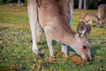 A kangaroo eating grass in the wild in Coombabah Queensland 