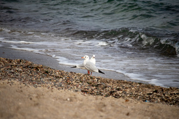 two seagulls at sea by the water in autumn