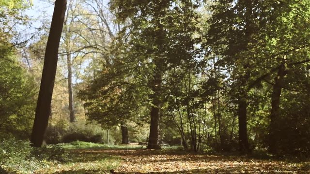 Nature trail with autumn leaves at a park. Slow motion tilting.