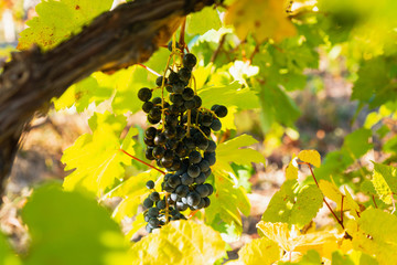 Ripe grapes in the vineyard on a sunny day