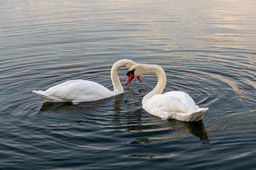 White swans in the sea at sunrise 