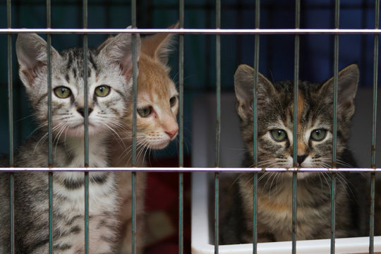 Little kittens in a cage of a shelter for homeless animals