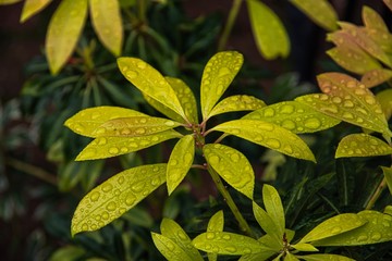 green leaves of a tree
