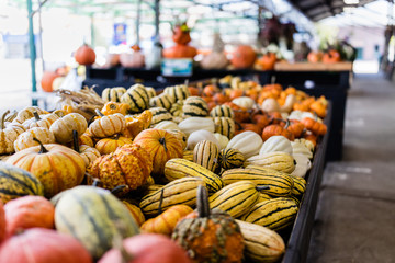 Pumpkins stacked in Lachine market being sold for halloween, Quebec, Canada. - 301461577