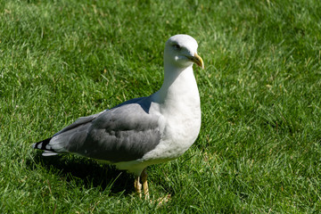 Beautiful single seagull Larus Canus stands on green grass background. Sunny autumn day.