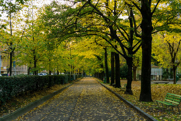 Fototapeta na wymiar road in a city park in autumn