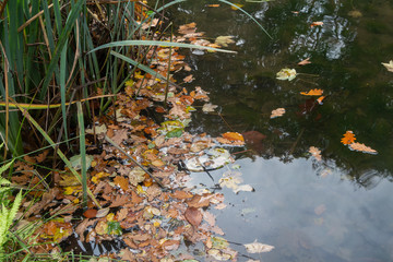 Dead leaves on a pond