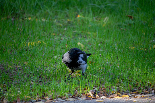 A raven searches for food in green grass - photo taken in a park by the sea in autumn