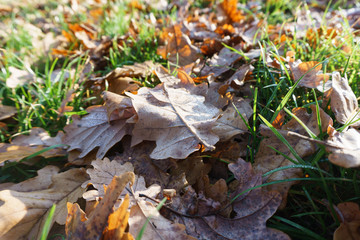 autumn leaves on green grass