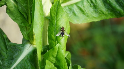 Fototapeta premium Fly on a leaf