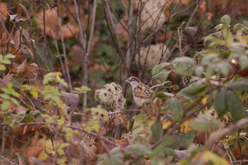 Moineau domestique (Passer domesticus) dans un buisson d'automne