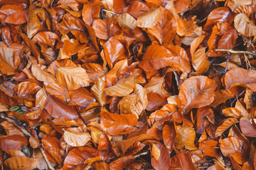Autumn moments