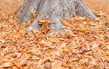 The base of a large tree in leaves