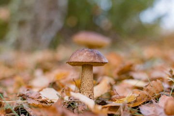Mushrooms in the autumn forest