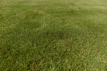 The grass pitch