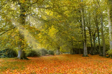 Fototapete Herbst in Holland © Manfred Grund