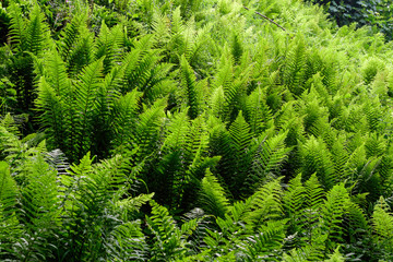 Background with large fresh green fern leaves in a forest in a summer day in Scotland, United Kingdom, photographed with soft focus
