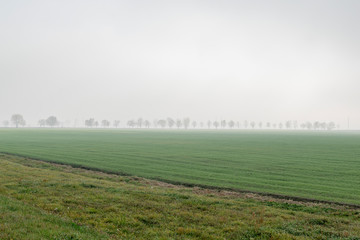Fototapeta premium Morning landscape area in the fog