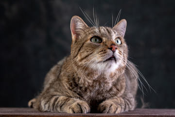 Portrait of a short-haired gray cat with a big wide face on a black isolated background. A big cat.