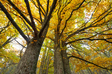 Árbol castaño en bosque en otoño