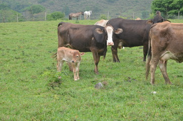Familia de Bovinos