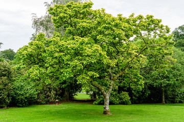 Fototapeta na wymiar One old magnolia tree with vivid green leaves in a Scottish garden in a sunny summer day, green grass background