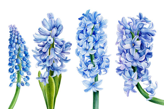 watercolor blue hyacinth, set of spring flowers, on an isolated white background, botanical painting