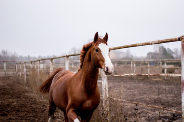 Portrait of chestnut horse in metal paddock