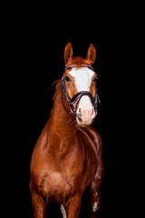 Beautiful chestnut sport horse portrait on black