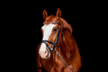 Beautiful chestnut sport horse portrait on black