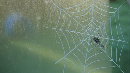 on a window painted spider with net