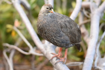 The bird on the wood