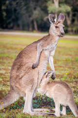 Naklejka na ściany i meble A mother and joey in the wild in Coombabah Queensland 