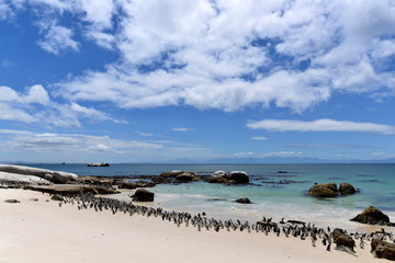 Penguins at the beach