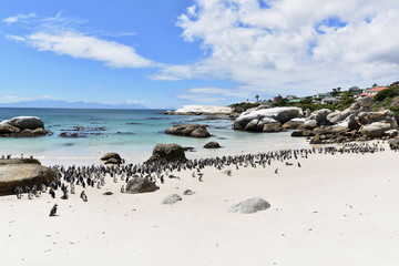 Penguins at the beach