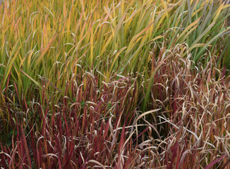 fall grass cr2019 darrelljbanks