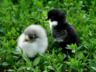 chicken, bird, small, cute, feathered, chicken, chickens, cubs,