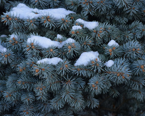 First Snow Evergreen cr2019darrelljbanks