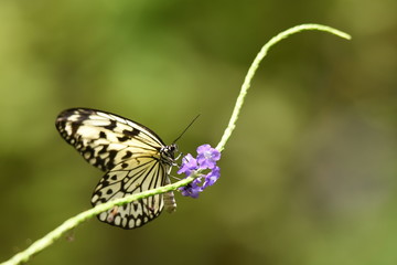 The butterfly