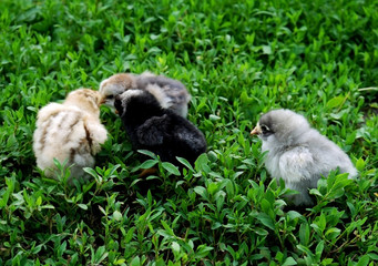 chicken, bird, small, cute, feathered, chicken, chickens, cubs,