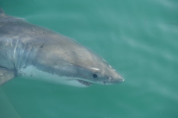 Naklejka premium The shark