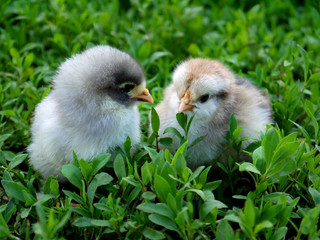 chicken, bird, small, cute, feathered, chicken, chickens, cubs,