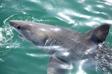 The shark