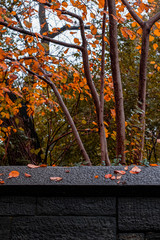 Fototapeta premium Fall foliage color of Central Park in Manhattan