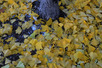 snow leaves cr2019darrelljbanks