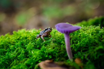 Frog on amethyst mushroom (Laccaria amethystina) of red cabbage mushroom