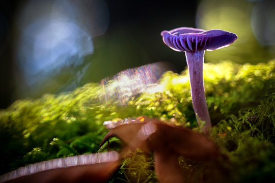 The amethyst mushroom (Laccaria amethystina) of red cabbage mushroom