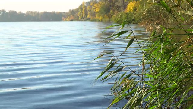 Sunrise on the riverbank. Landscape with reeds on river and wood small bridge.