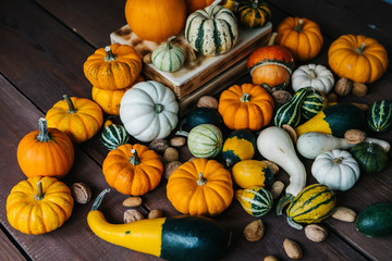 Varieties of pumpkins and squashes collection. View of squash and pumpkins for Halloween 